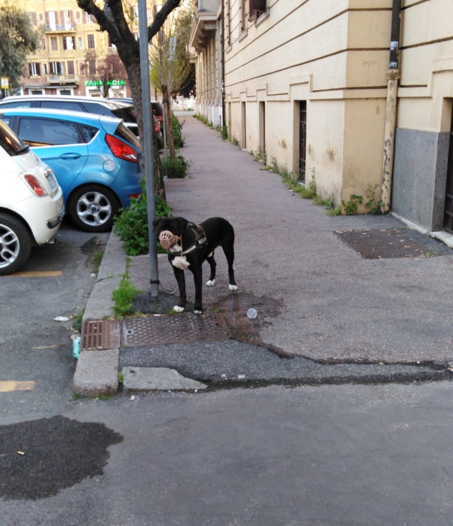 Cane droga passeggio