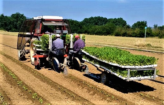 agricoltura lazio (2)