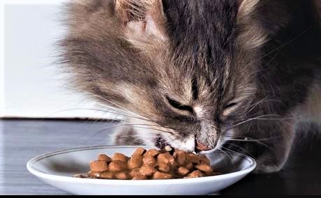cibo per gatti (2)
