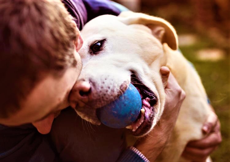 Il morbo di cushing nel cane