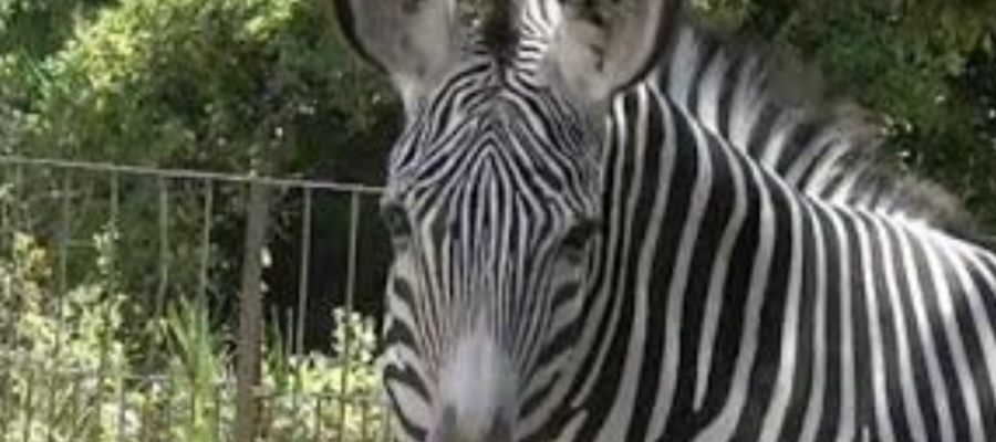 zebra di Grevy