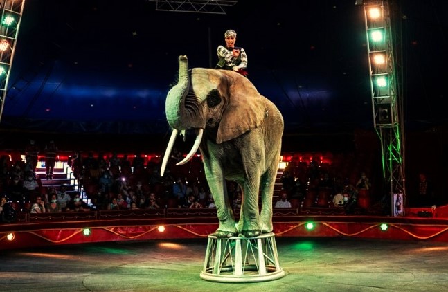 animali nel circo