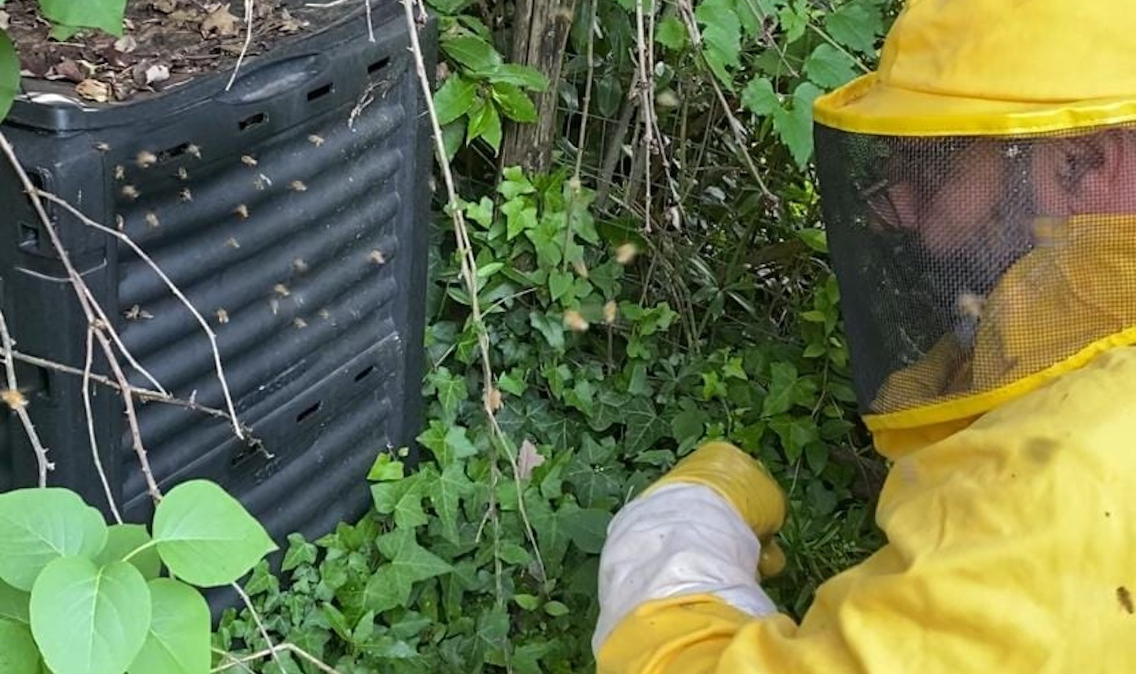 Trovato sciamo di 200 mila api a Cesano di Roma