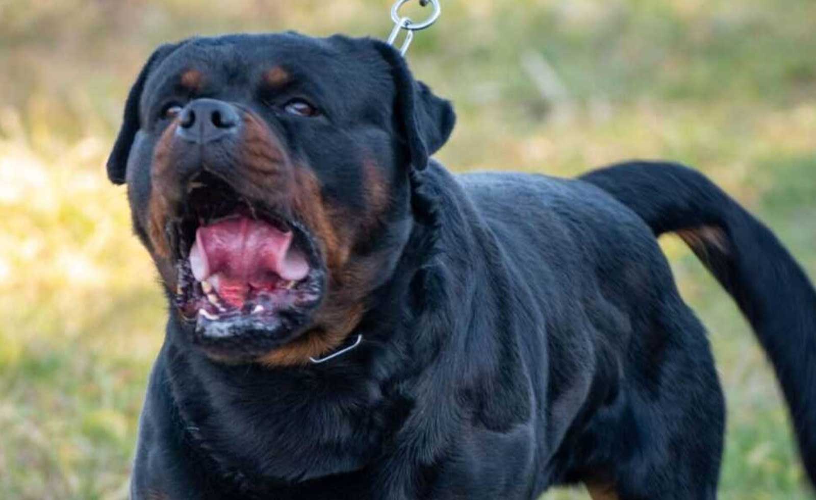 Un rottweiler