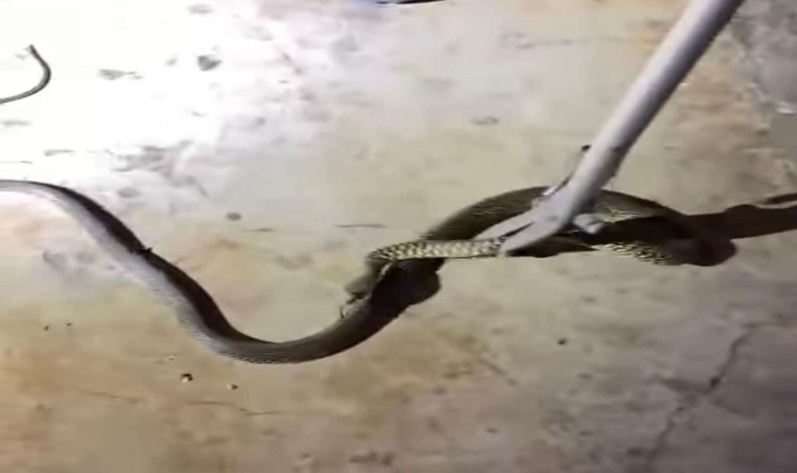 Serpente al Tuscolano in un garage