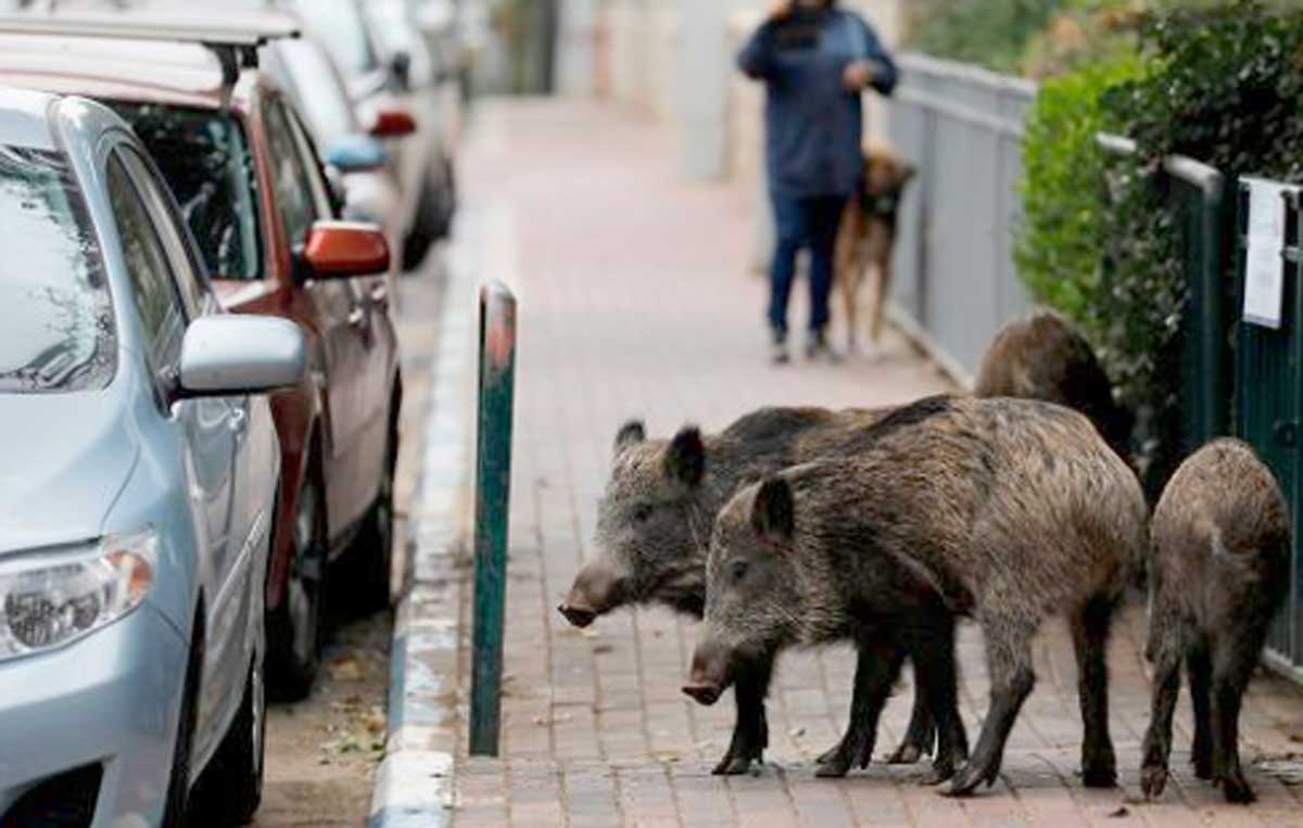 Roma, cinghiali in giro per la città, foto generica