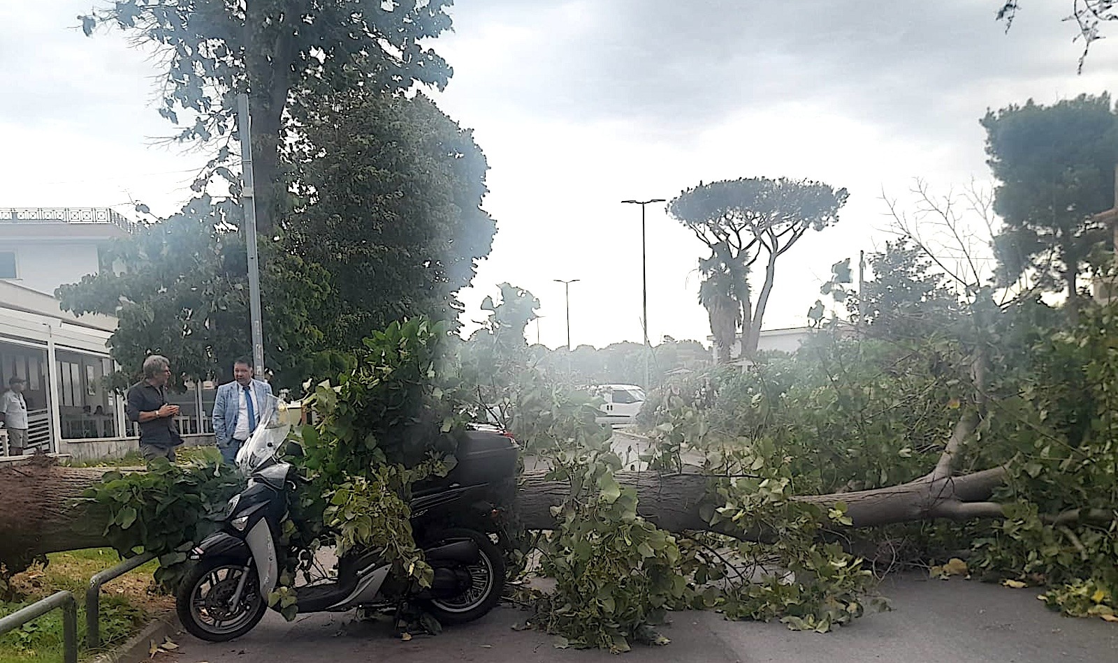 Albero caduto alla Nuova Florida ad Ardea