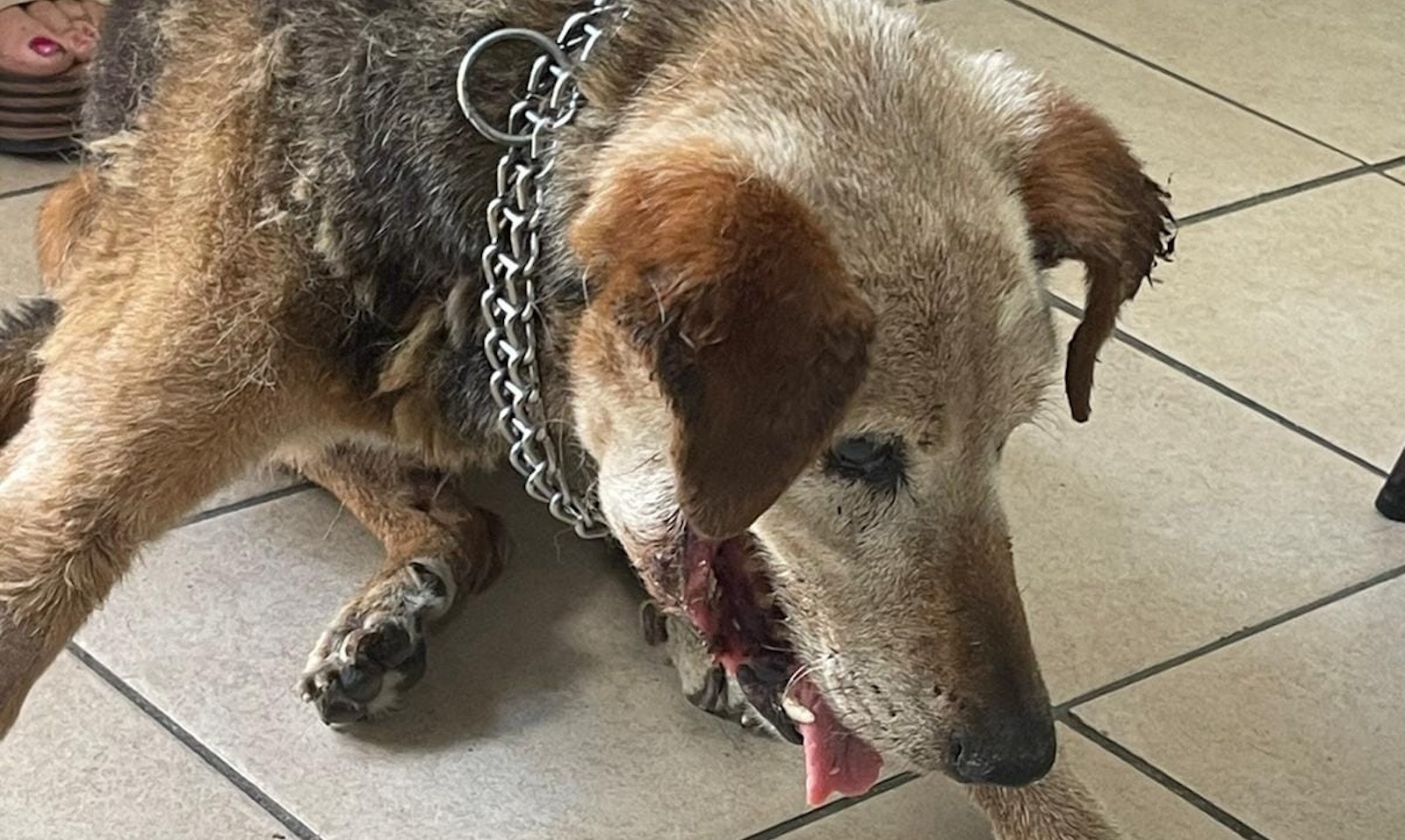 cane legato a catena sotto al sole a Roma