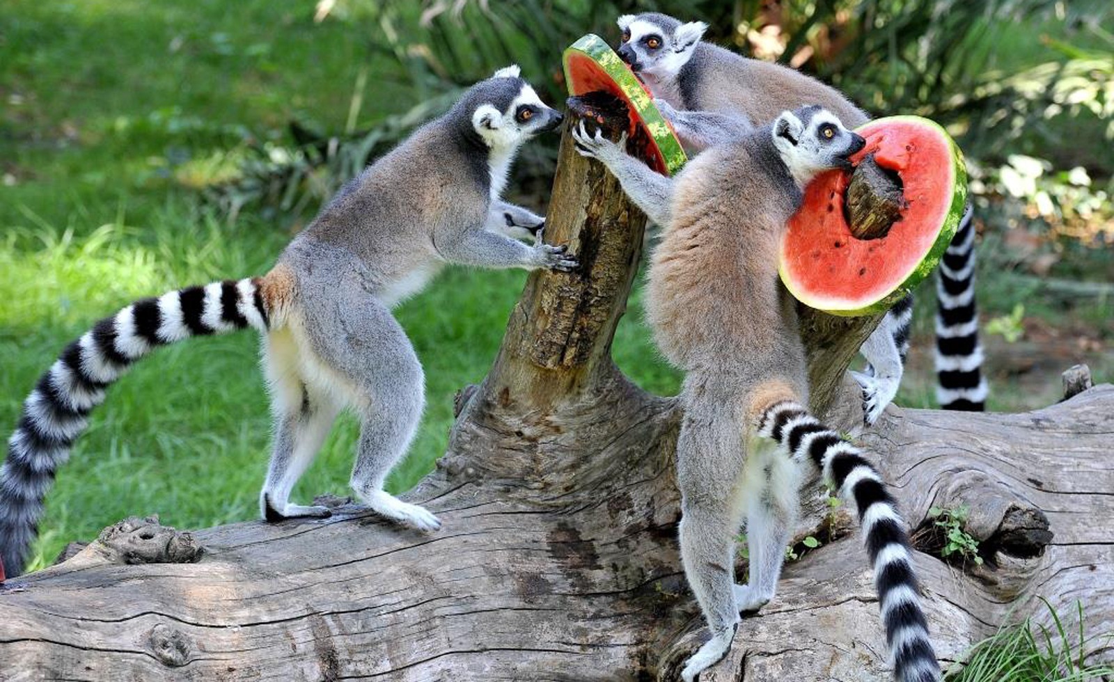 Il Bioparco d'Estate