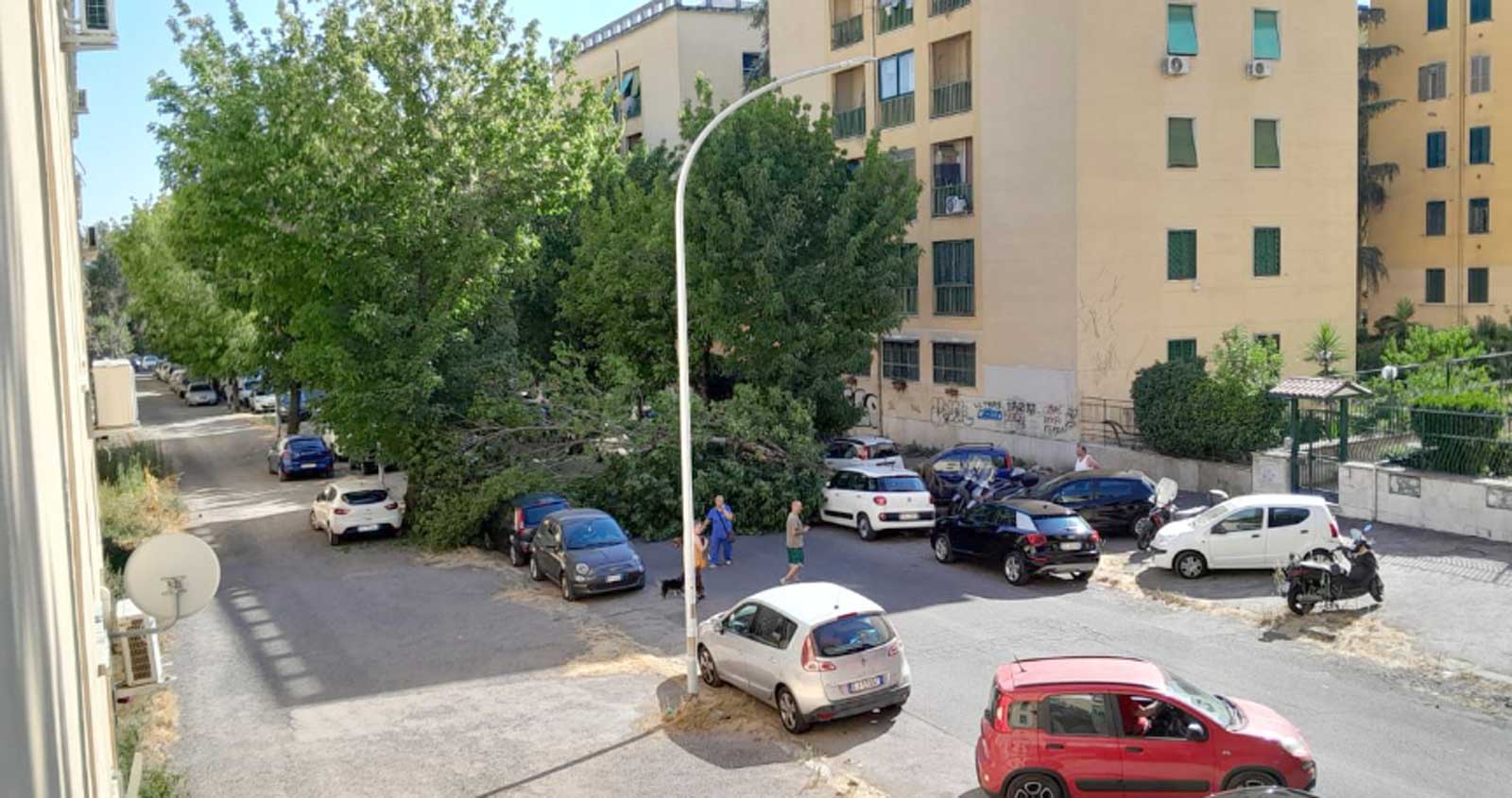 Roma, l'albero caduto al Tufello