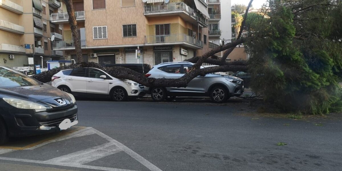 Albero caduto in via Gregorio VII