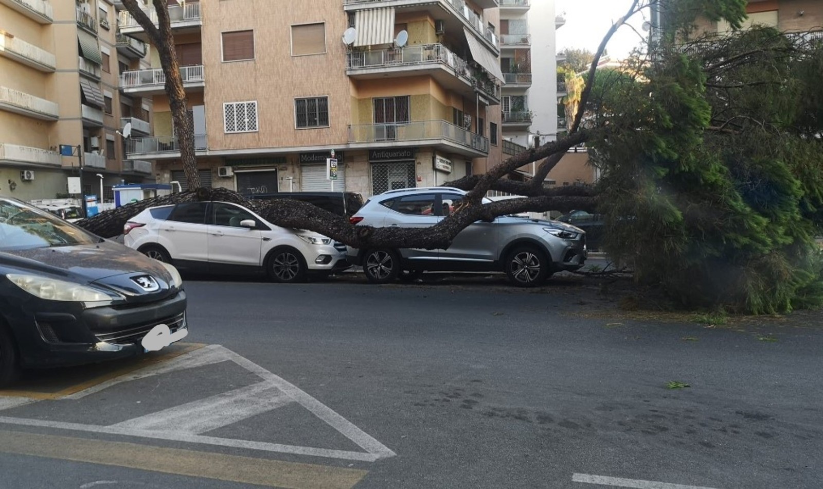 Albero caduto in via Gregorio VII