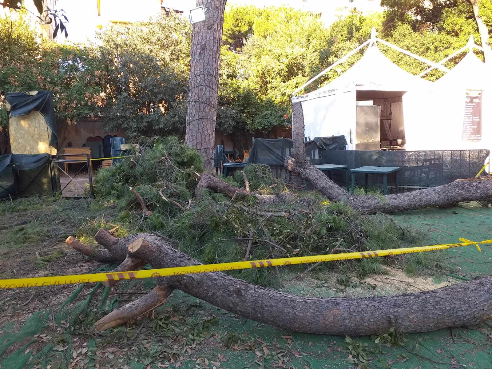 Albero cade a Villa Lazzaroni