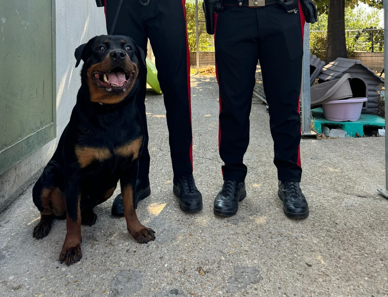 CENTRO - Il Cane salvato dai Carabinieri