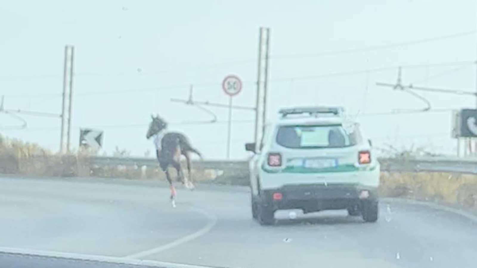 Cavallo di corsa sulla via Flaminia