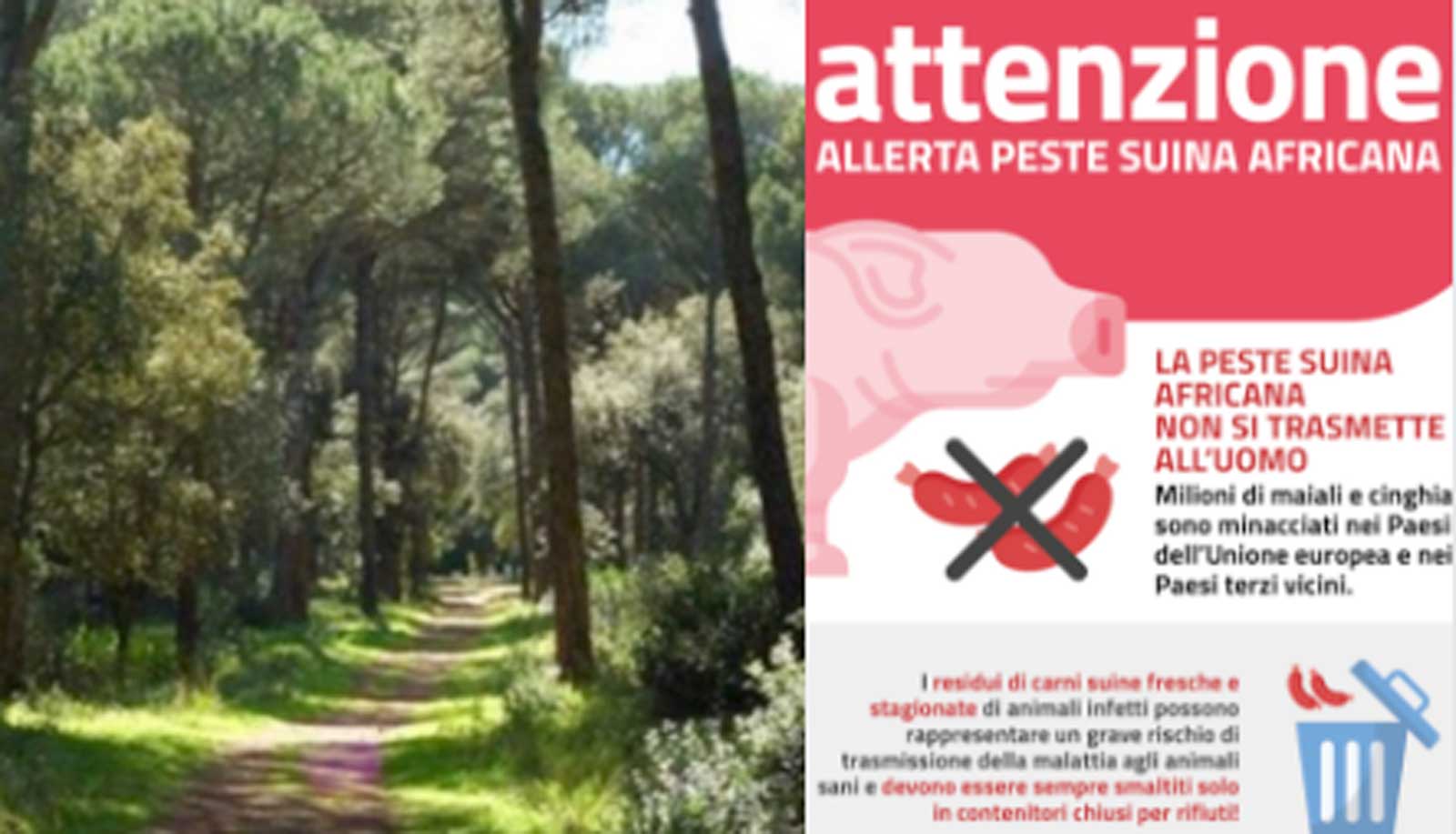 La pineta tra Fiumicino e Roma e una locandina informativa sui rischi della peste suina africana