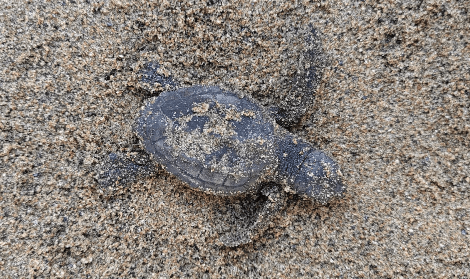 Una tartaruga marina