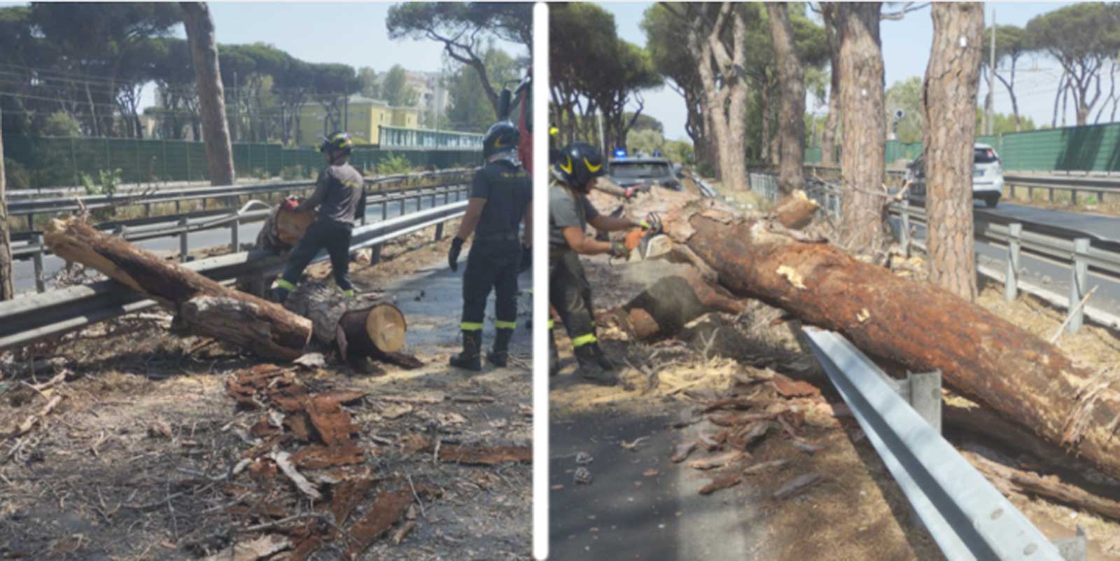 Roma, l'albero crollato sulla via del Mare