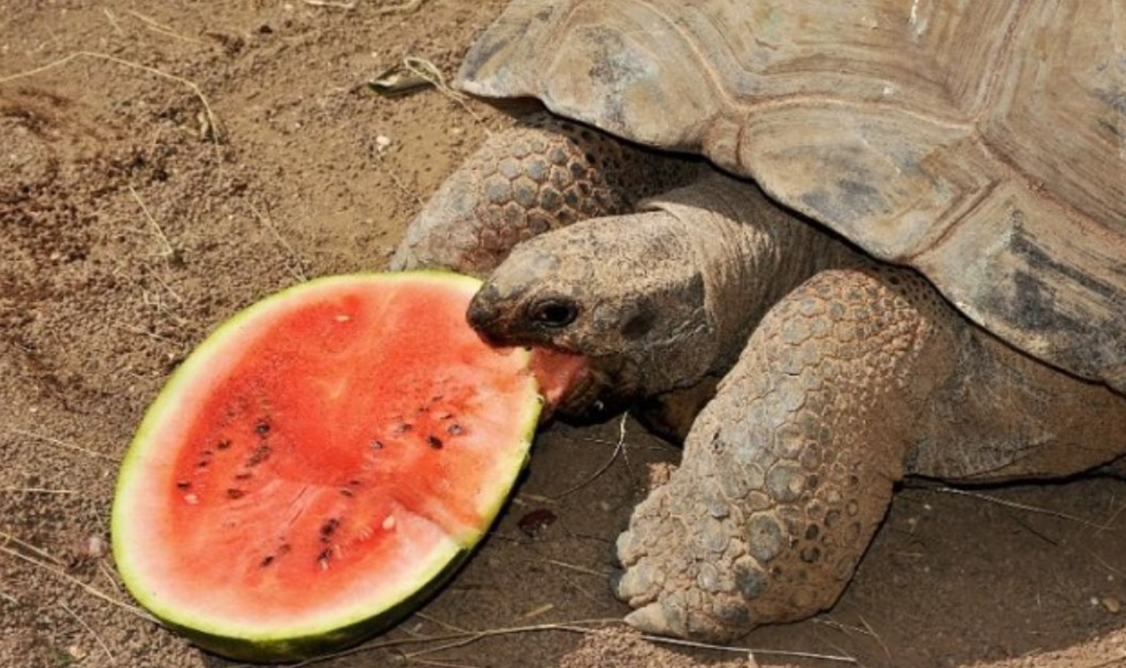 Cocomero Bioparco di Roma