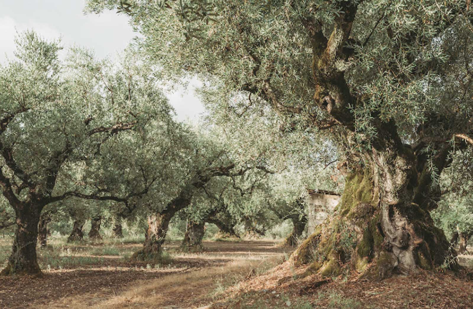 Cerveteri, uno storico oliveto comunale in centro città