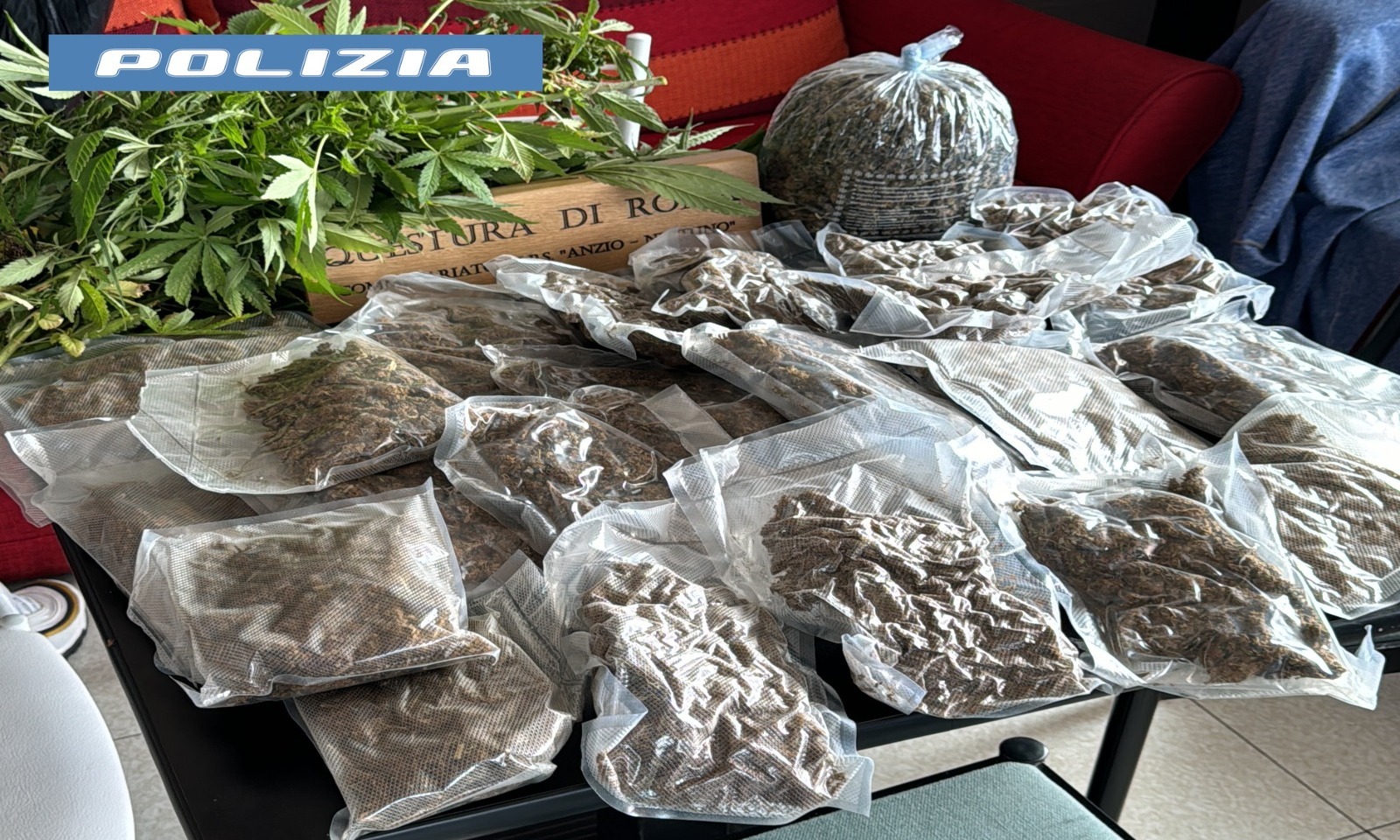 Coltivava marijuana in casa ad Anzio