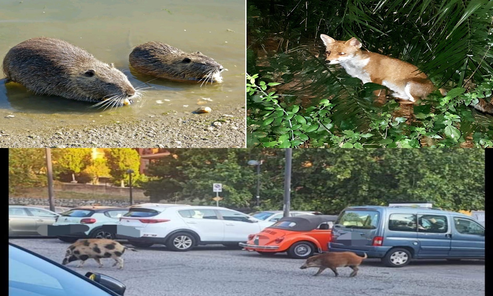 Le specie selvatiche più diffuse a Roma