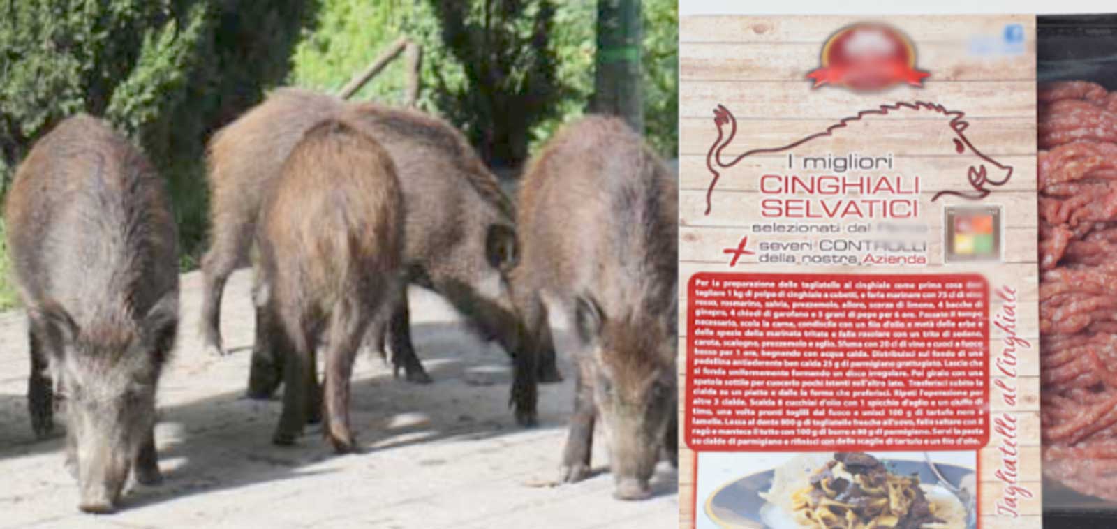 A sinistar, cinchiali in un parco di Roma, a destra, carne di cinghiale in vendita in macelleria