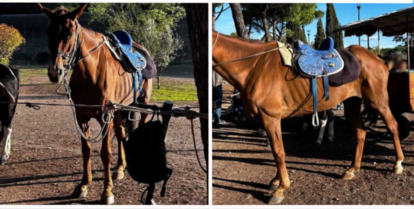 Il cavallo di Roma, parco degli Acquedotti