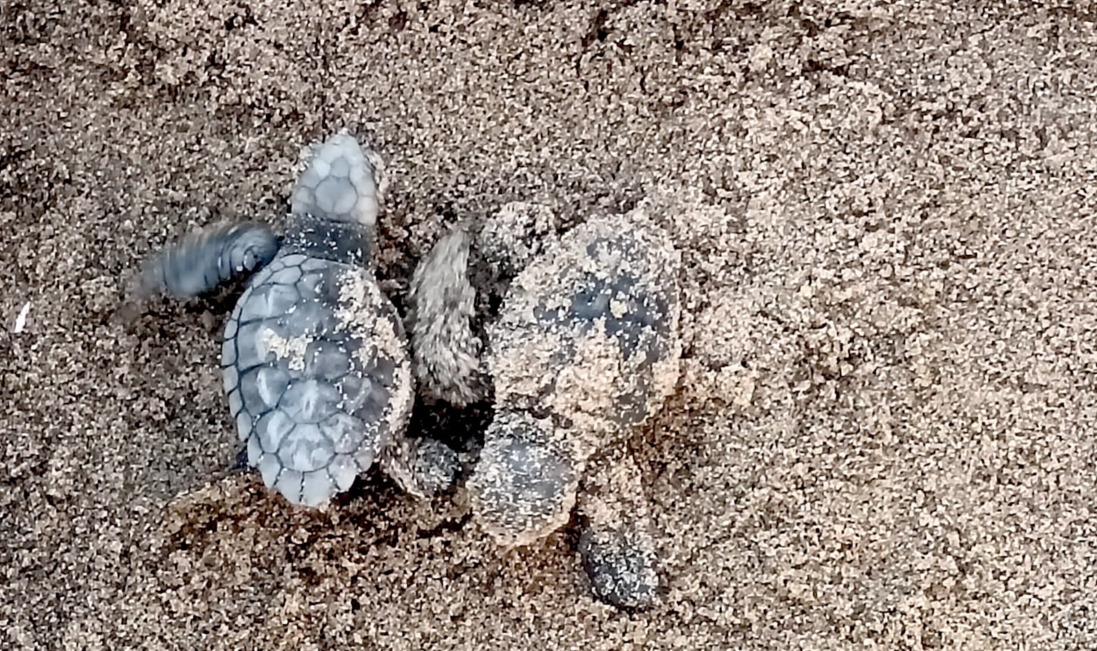 Torvaianica, nate tartarughe marine caretta caretta sulla spiaggia