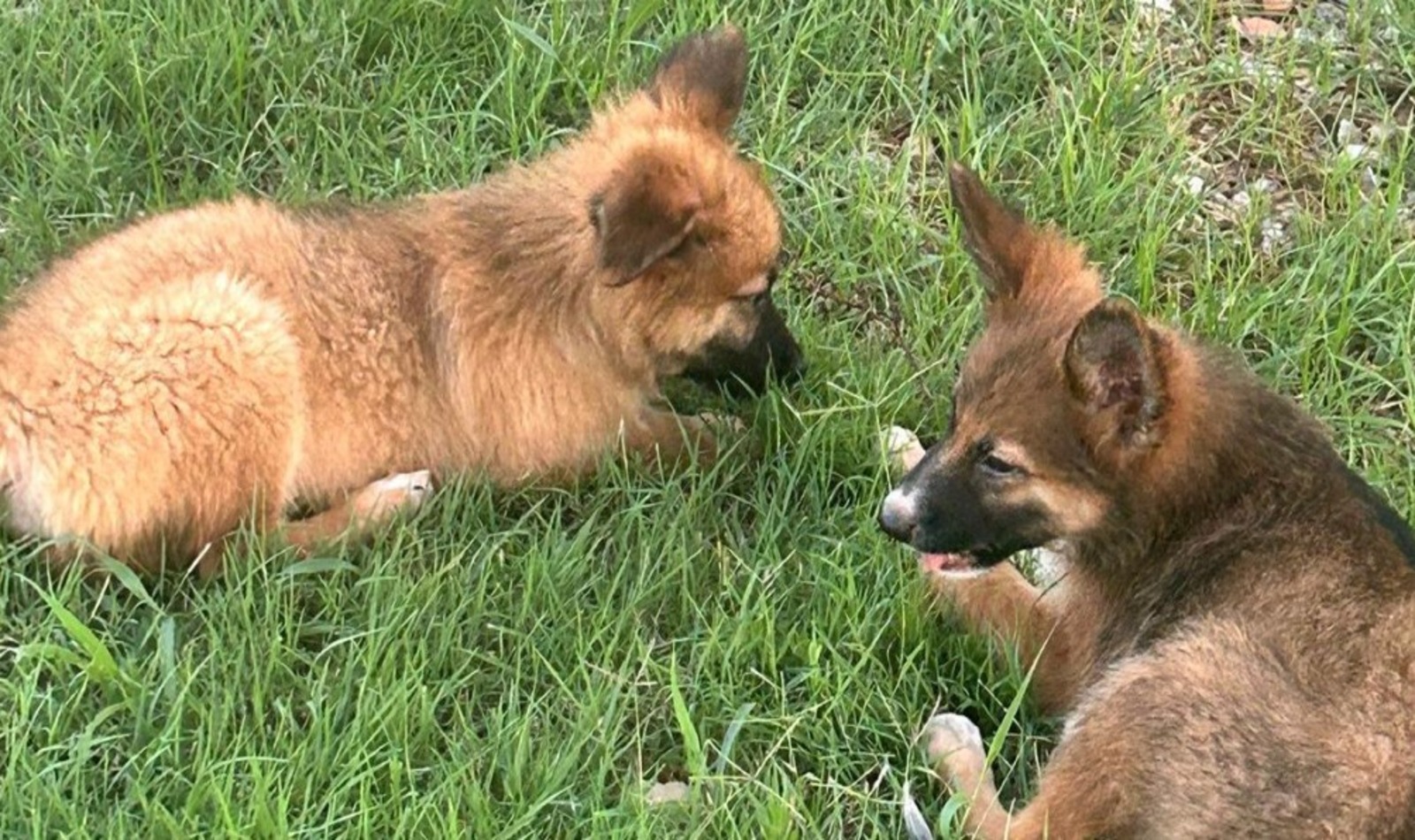 Cani abbandonati sulla Portuense a Fiumicino