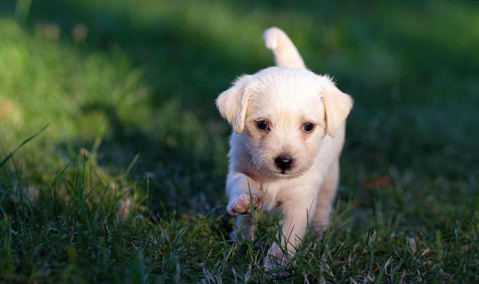 adozione animali parco Marconi Roma