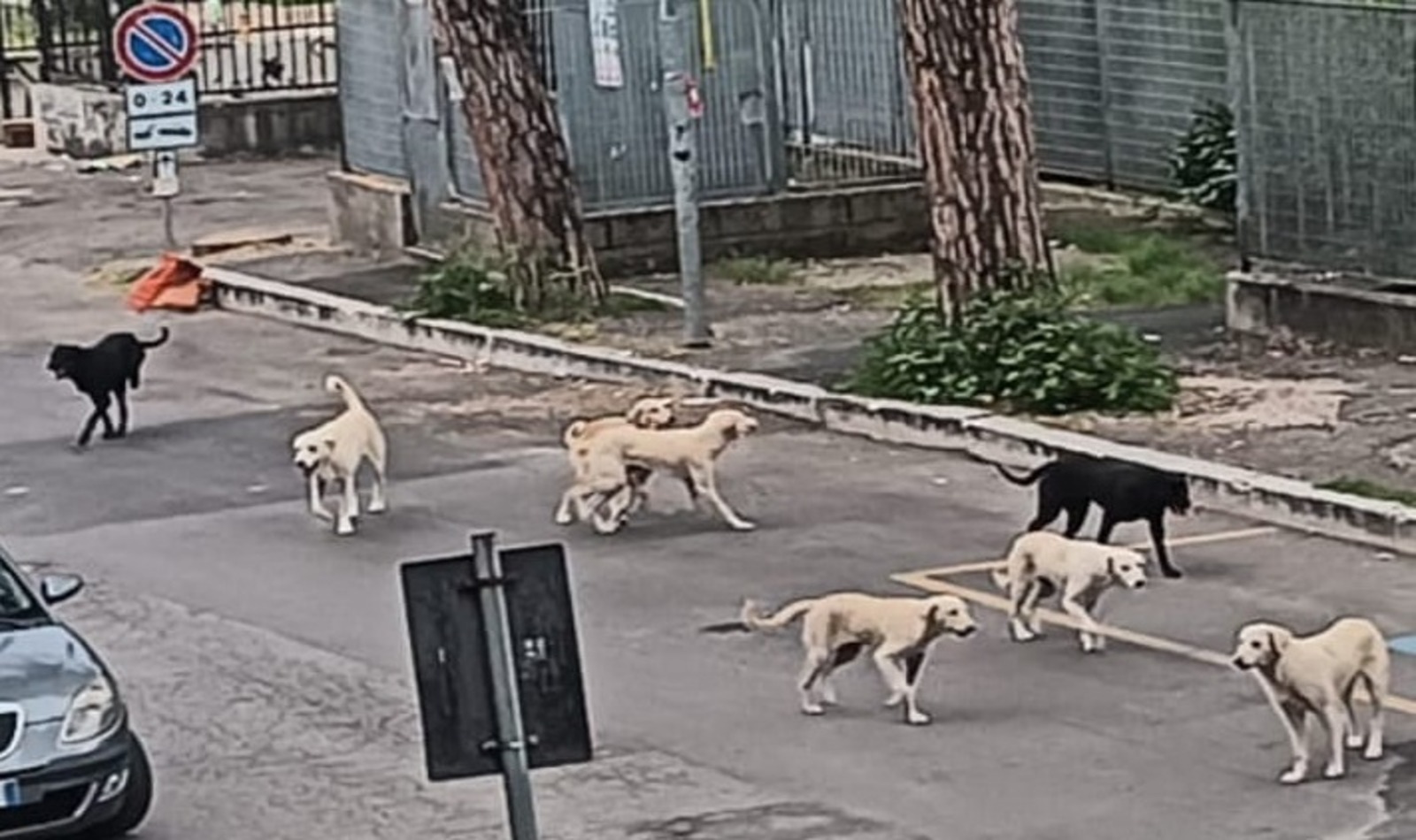 cani randagi Guidonia e Tivoli