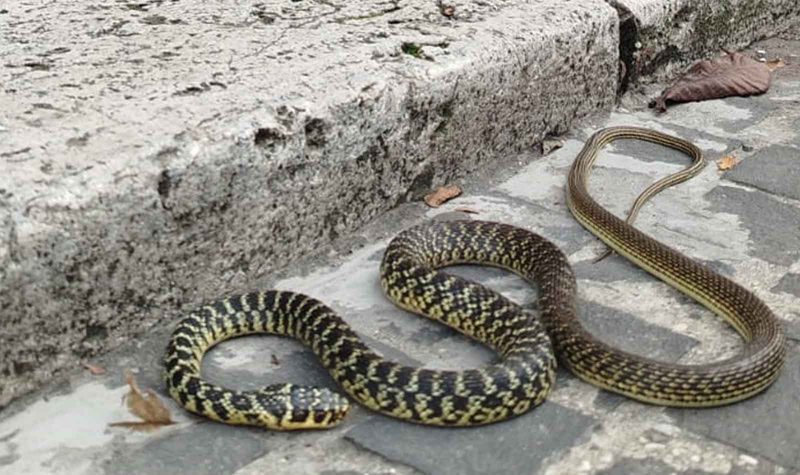 serpente Parioli