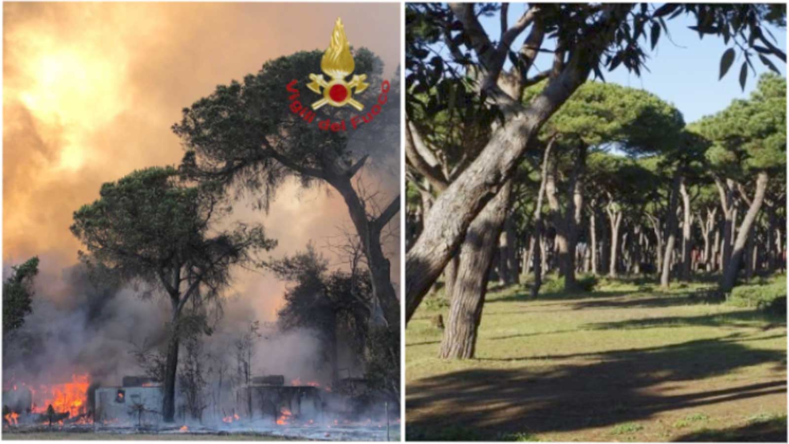 A sinistra, uno degli incendi che ha stravolto la storica pineta di Fiumicino, a destra la pineta di Fiumicino