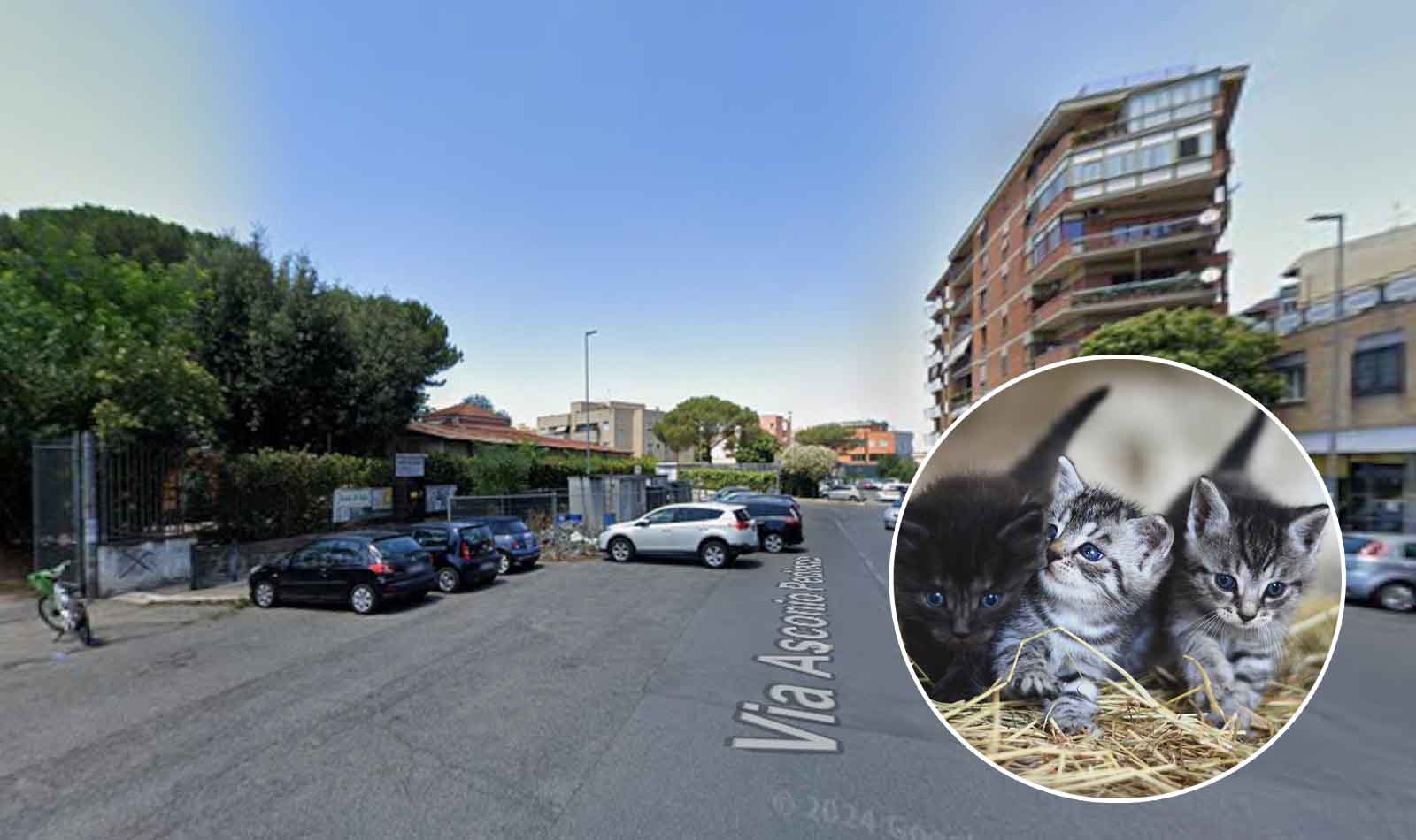 Roma, allarme gatti scomparsi al Quadraro