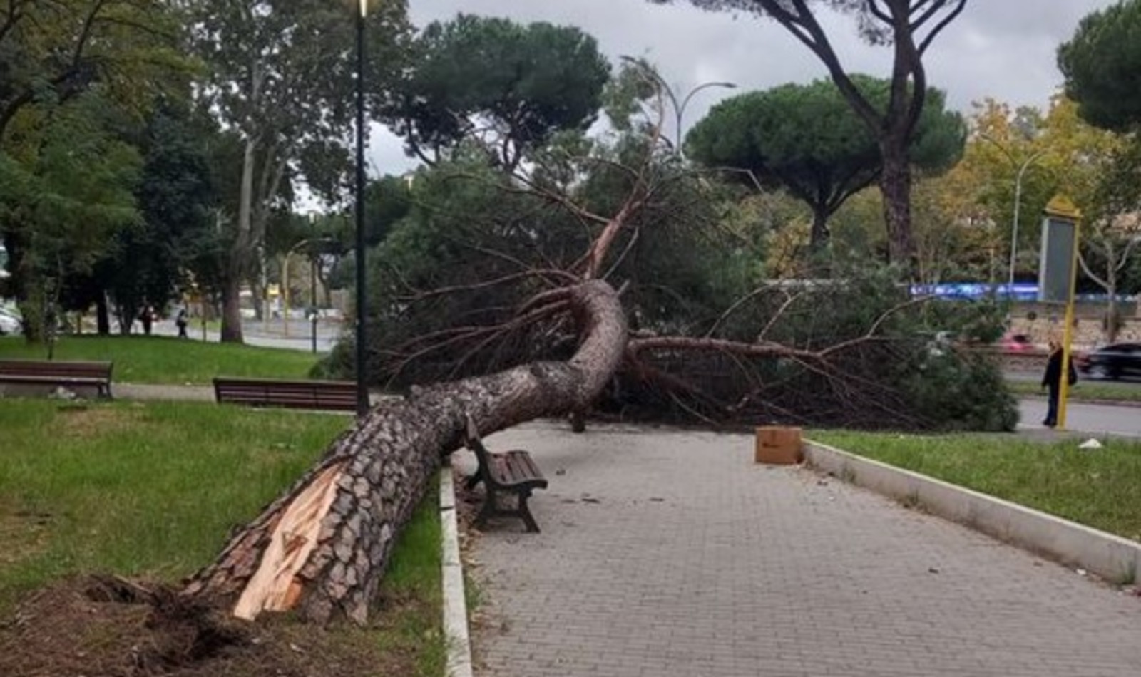 Albero caduto all'Ardeatino