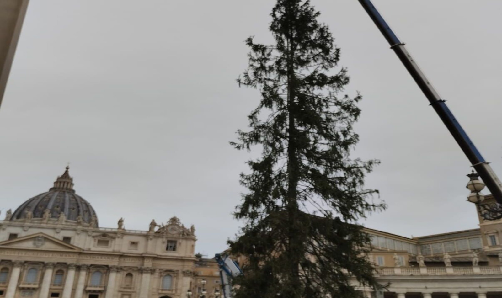 Albero a San Pietro