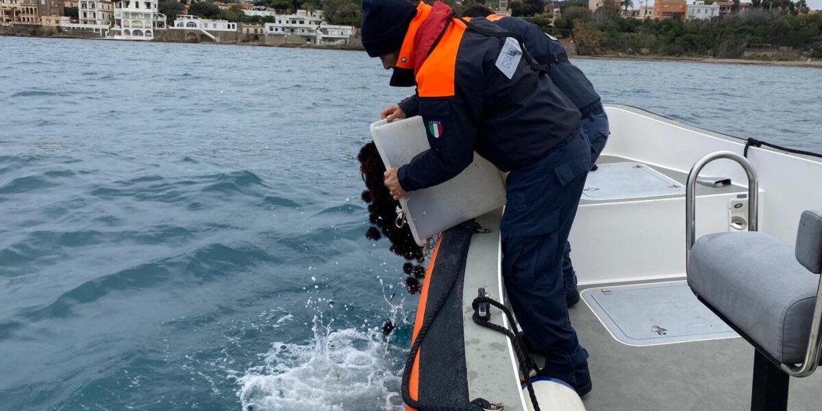 Sequestro ricci di mare