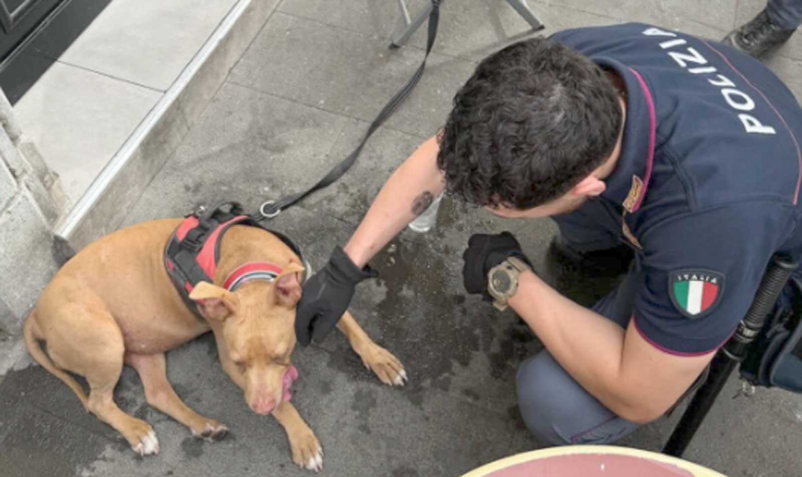 Roma, la cagnolina Hope con la Polizia di Stato