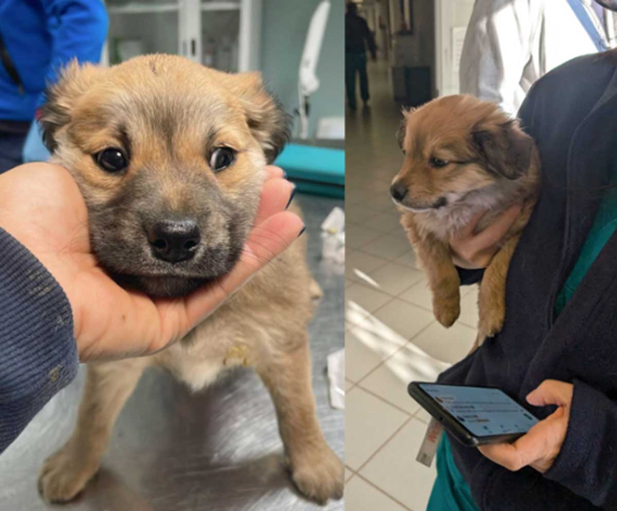 Due foto dei cuccioli scomparsi a Roma, Muratella