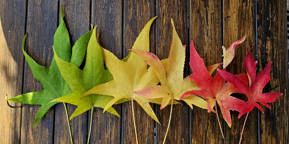 L'autunno ed il foliage tra Roma e Provincia