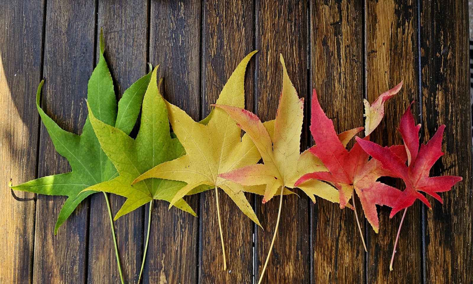 L'autunno ed il foliage tra Roma e Provincia