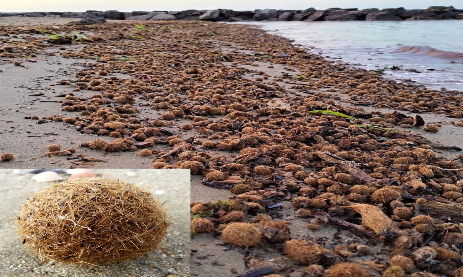 Le polpette di mare sono egagropile