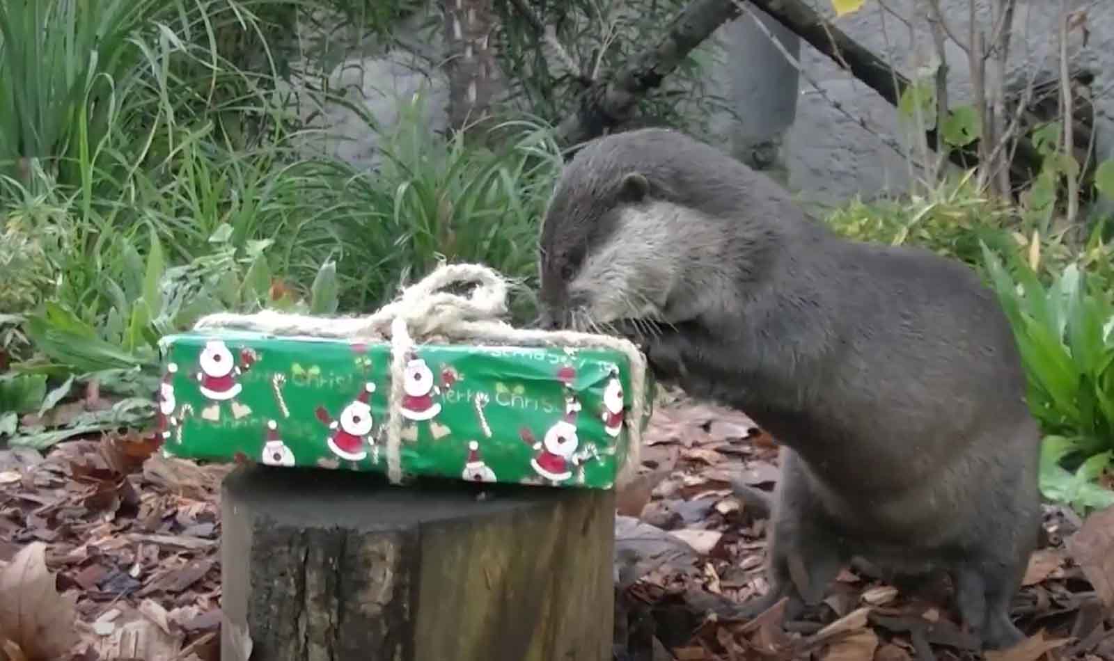 Roma, Natale al Bioparco