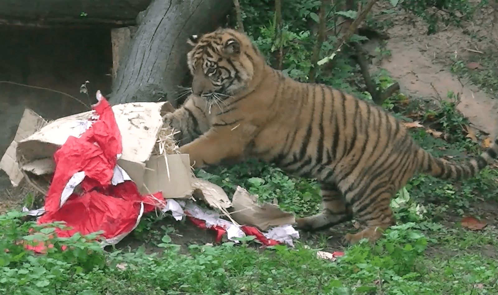 Tigre di Sumatra al Bioparco di Roma