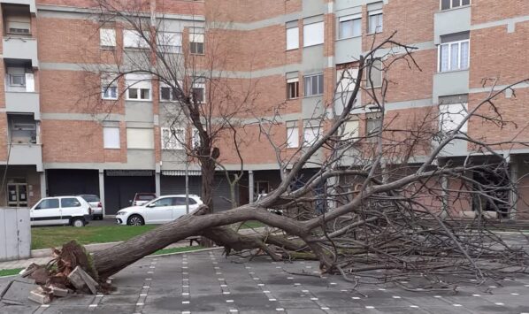 Francesca Ianni morta schiacciata dall'albero