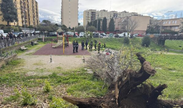 albero caduto a Roma a Colli Aniene