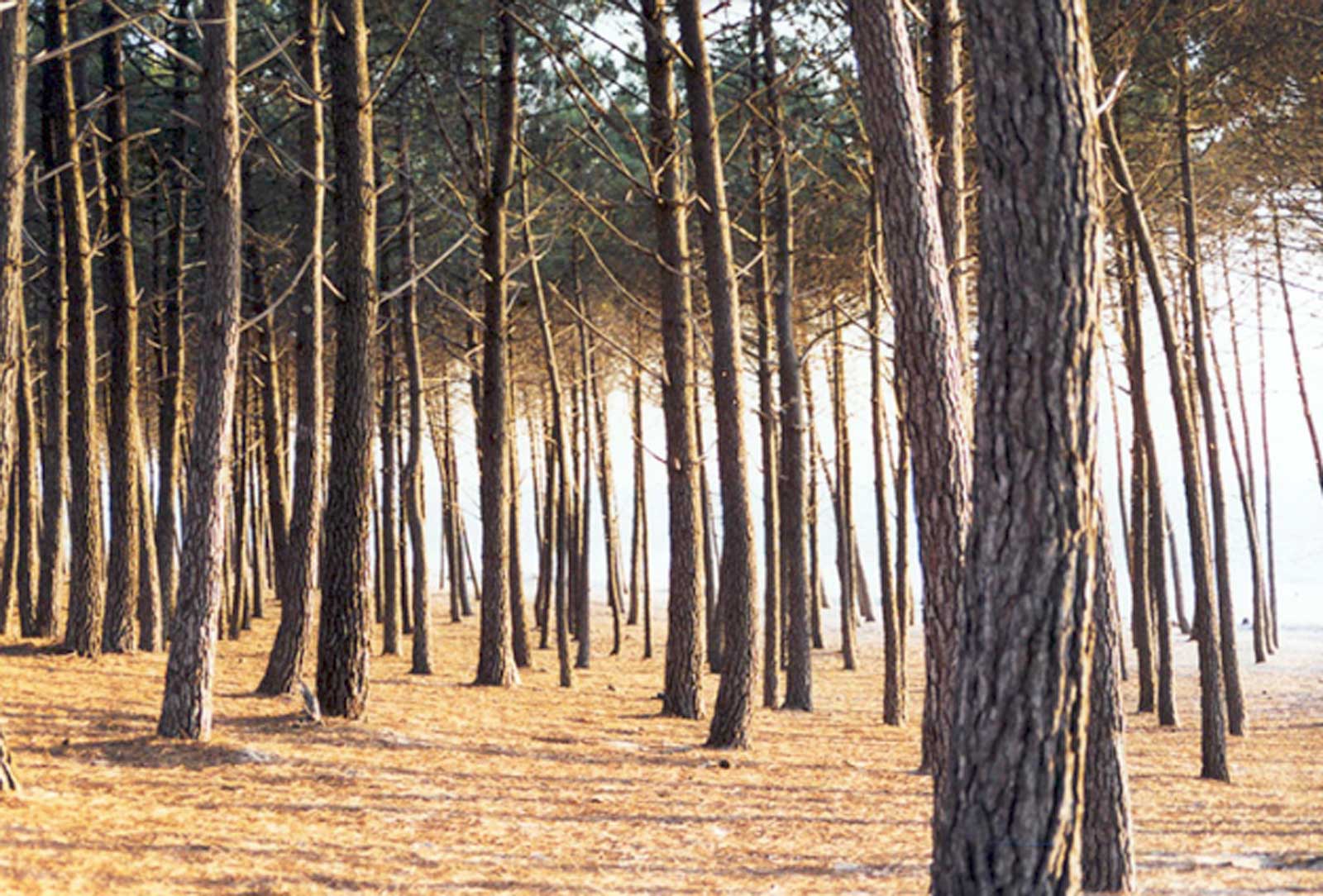 La pineta di Anzio