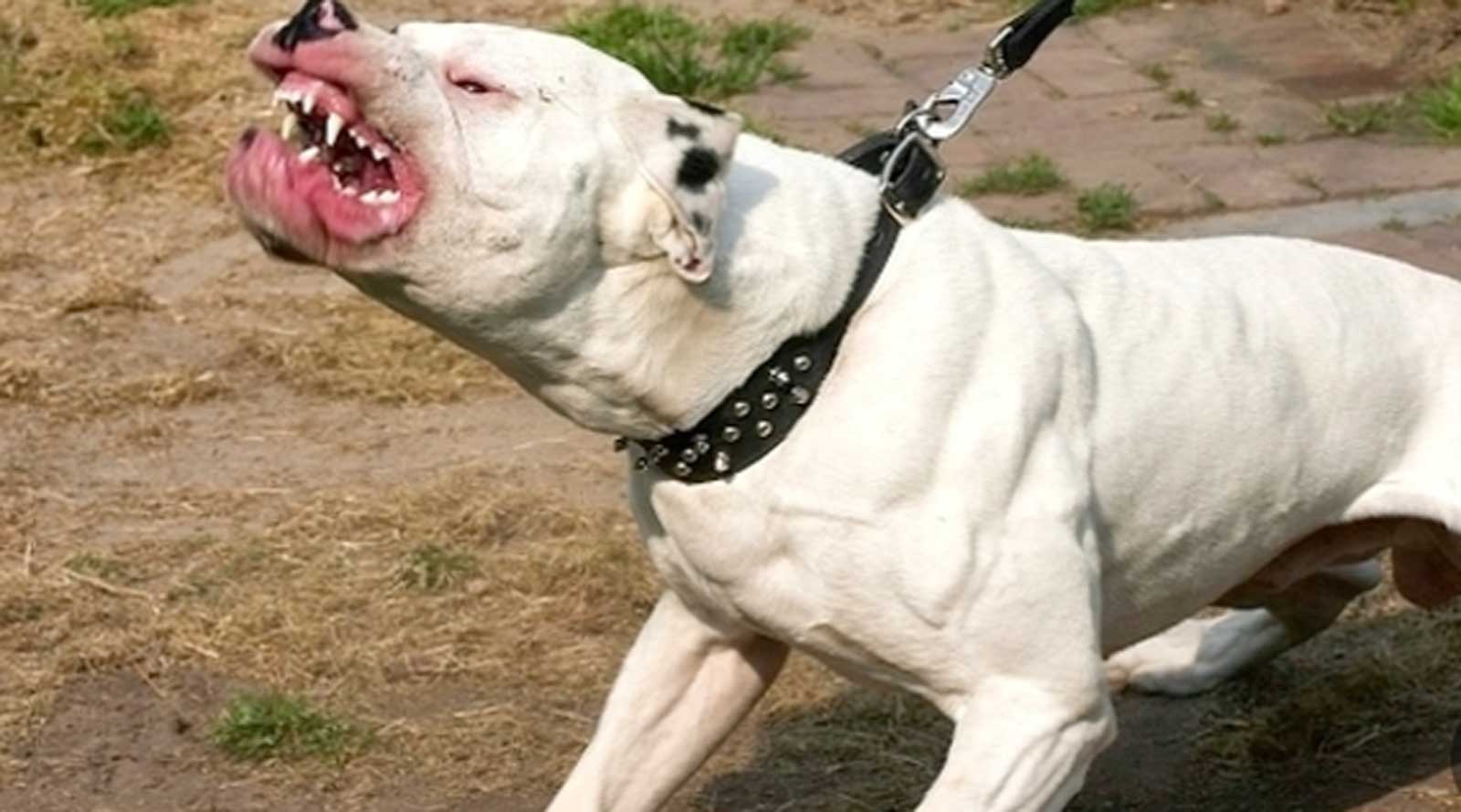 Un cane mordace, molto aggressivo