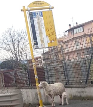 Pecore alla Fermata bus Borghesiana